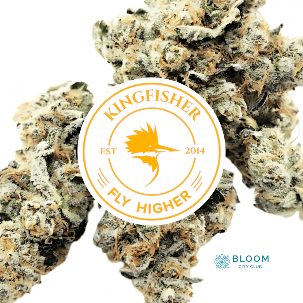 Kingfisher cannabis flower Michigan Bloom City Club